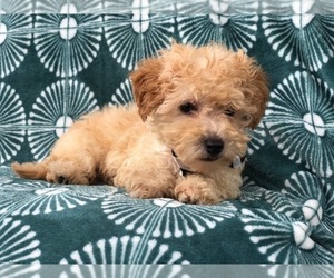 Morkie-Poodle (Miniature) Mix Puppy for sale in LAKELAND, FL, USA