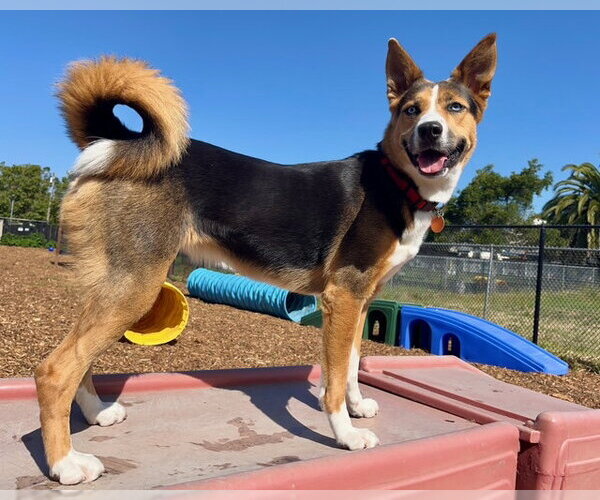 Medium Photo #1 Gerberian Shepsky Puppy For Sale in Santa Cruz, CA, USA