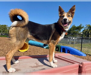 Gerberian Shepsky Dogs for adoption in Santa Cruz, CA, USA