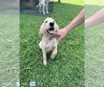 Small Photo #5 Golden Retriever Puppy For Sale in PEGGS, OK, USA