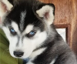 East Siberian Laika Puppy for sale in GORE, VA, USA