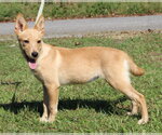 Annie 44465 - Female Mutt Dog for Adoption - Small photo