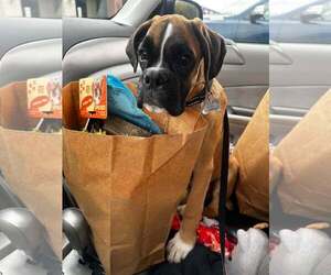 Little Big Foot *Special Needs* - Male Boxer Dog for Adoption - Photo #3