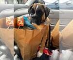 Small Photo #3 Boxer Puppy For Sale in Woodbury, MN, USA