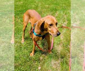 Medium Redbone Coonhound Mix