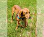 Small Redbone Coonhound Mix