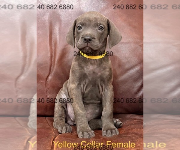 Medium Photo #17 Cane Corso Puppy For Sale in LA PLATA, MD, USA