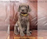 Small #2 Cane Corso