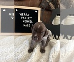 Puppy Puppy 3 Wirehaired Pointing Griffon