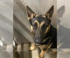 German Shepherd Dog Dogs for adoption in Stockton, CA, USA
