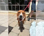 Small #3 Beagle Mix
