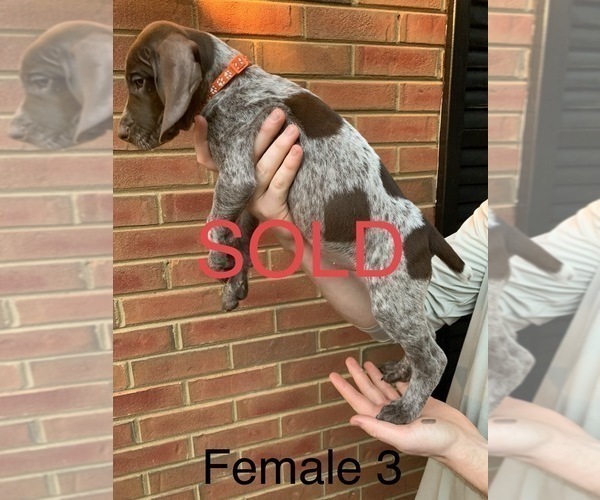Medium Photo #17 German Shorthaired Pointer Puppy For Sale in MARIETTA, GA, USA