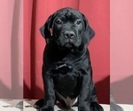 Small Photo #34 Cane Corso Puppy For Sale in COTTAGE GROVE, OR, USA
