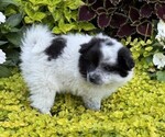 Small #3 Pomeranian