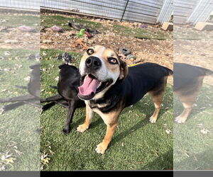 Labrador Retriever-Unknown Mix Dogs for adoption in Tracy City, TN, USA