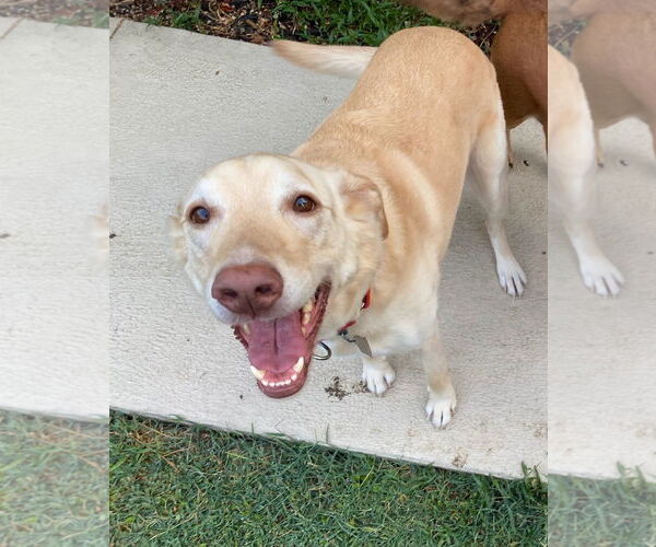 Medium Photo #3 Labrador Retriever-Unknown Mix Puppy For Sale in Denton, TX, USA