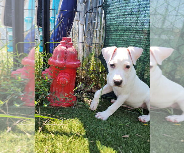 Medium Photo #4 Mutt Puppy For Sale in Evansville, IN, USA