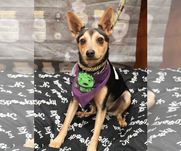 Medium Photo #1 Chihuahua-Unknown Mix Puppy For Sale in Victorville, CA, USA