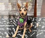 Small Chihuahua Mix