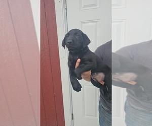 Labrador Retriever Litter for sale in PLANKINTON, SD, USA