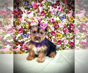 Yorkshire Terrier Puppy for sale in WINNSBORO, LA, USA