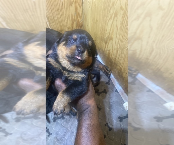 Medium Photo #9 Rottweiler Puppy For Sale in RICHLAND, GA, USA