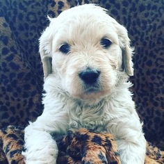 Goldendoodle Puppy for sale in CLIMAX, MI, USA