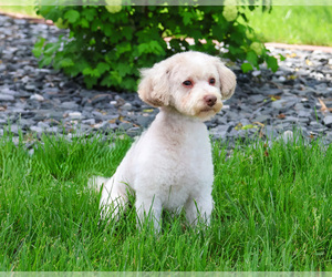 Father of the Poodle (Toy)-West Highland White Terrier Mix puppies born on 04/26/2025