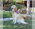 Small #1 Goldendoodle