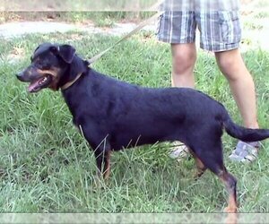 Rhea - Female Mutt Dog for Adoption - Photo #3