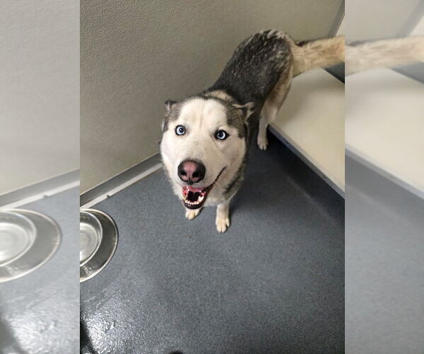 Medium Photo #1 Siberian Husky Puppy For Sale in Glen Allen, VA, USA