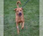 Small #2 Labrador Retriever-Red Heeler Mix