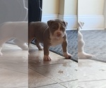 Puppy Black American Bully