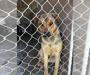 Mutt Dogs for adoption in Las Vegas, NM, USA