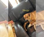 Small #20 Labrador Retriever Mix