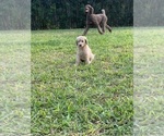 Small #1 Poodle (Standard)