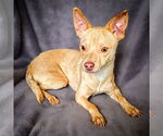 Small #1 Chihuahua