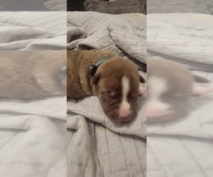 American Pit Bull Terrier-Siberian Husky Mix Puppy for sale in MARYSVILLE, CA, USA