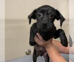 Small #1 Rat Terrier Mix