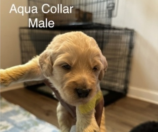 Medium Photo #3 Goldendoodle Puppy For Sale in LAWRENCEVILLE, GA, USA