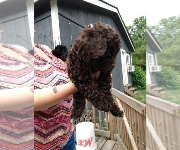 Medium Photo #6 Poodle (Toy) Puppy For Sale in SAVANNAH, GA, USA