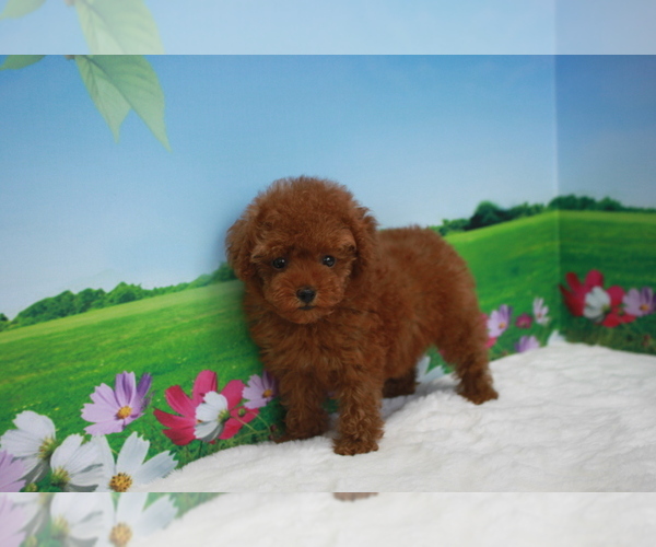 Medium Photo #8 Poodle (Toy) Puppy For Sale in CHICAGO, IL, USA