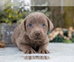 Small #2 Labrador Retriever