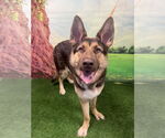 Small #1 German Shepherd Dog Mix