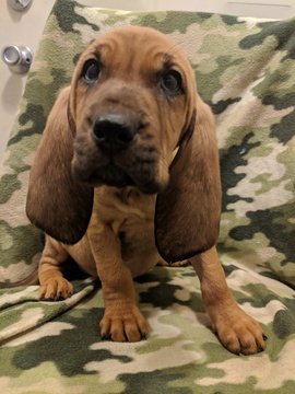 Medium Photo #1 Bloodhound Puppy For Sale in FAYETTEVILLE, NC, USA