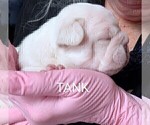 Small Photo #66 French Bulldog Puppy For Sale in MCKINLEYVILLE, CA, USA