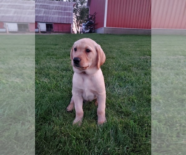 Medium Photo #5 Labrador Retriever Puppy For Sale in SABETHA, KS, USA