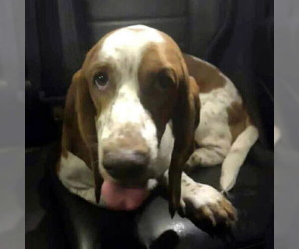 Medium Photo #5 Basset Hound Puppy For Sale in Deepwater, NJ, USA