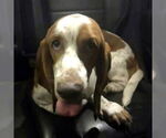Small #4 Basset Hound