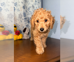 Small #26 Goldendoodle mix (+ Poodle Miniature)